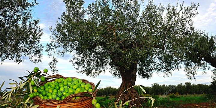 Graduatoria dei beneficiari per la raccolta olive - annata 2022