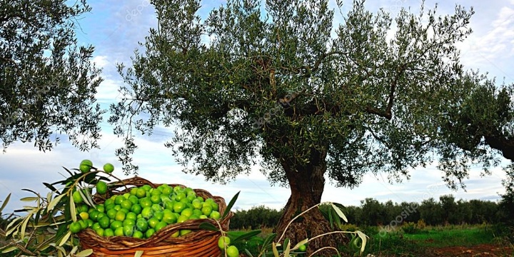 Ingrandisci la foto: Graduatoria dei beneficiari per la raccolta delle olive - annata 2021 Graduatoria dei beneficiari per la raccolta delle olive - annata 2021