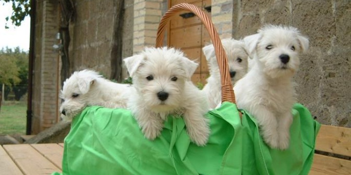 Ingrandisci la foto: Avviso esplorativo: rivolto ai veterinai sterilizzazione cani femmina - sc. 06/02/2019 Avviso esplorativo: rivolto ai veterinai sterilizzazione cani femmina - sc. 06/02/2019