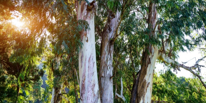 Ingrandisci la foto: Asta pubblica per la vendita di legna eucalipto derivante dal taglio di rinnovazione delle fasce frangivento ricadenti nella Zona Industriale Comunale Asta pubblica per la vendita di legna eucalipto derivante dal taglio di rinnovazione delle fasce frangivento ricadenti nella Zona Industriale Comunale