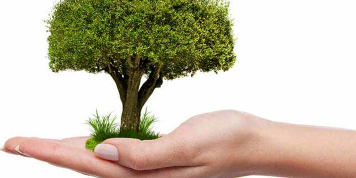 Ingrandisci la foto: Un Albero per ogni nuovo nato e minore adottato Un Albero per ogni nuovo nato e minore adottato